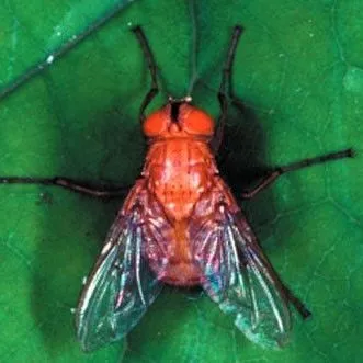 thumbnail for publication: Brazilian Red-Eyed Fly Ormia depleta (Wiedemann) (Diptera: Tachinidae)